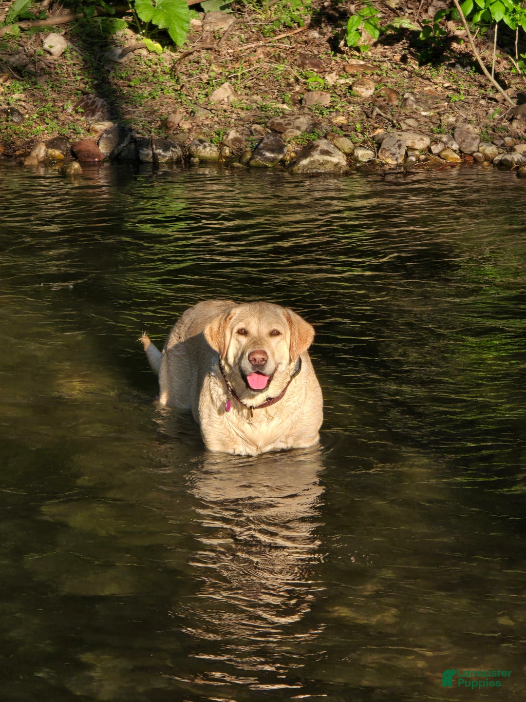 Labrador Retriever dogs for sale: Labrador Retriever Puppy 1 - Ad 3