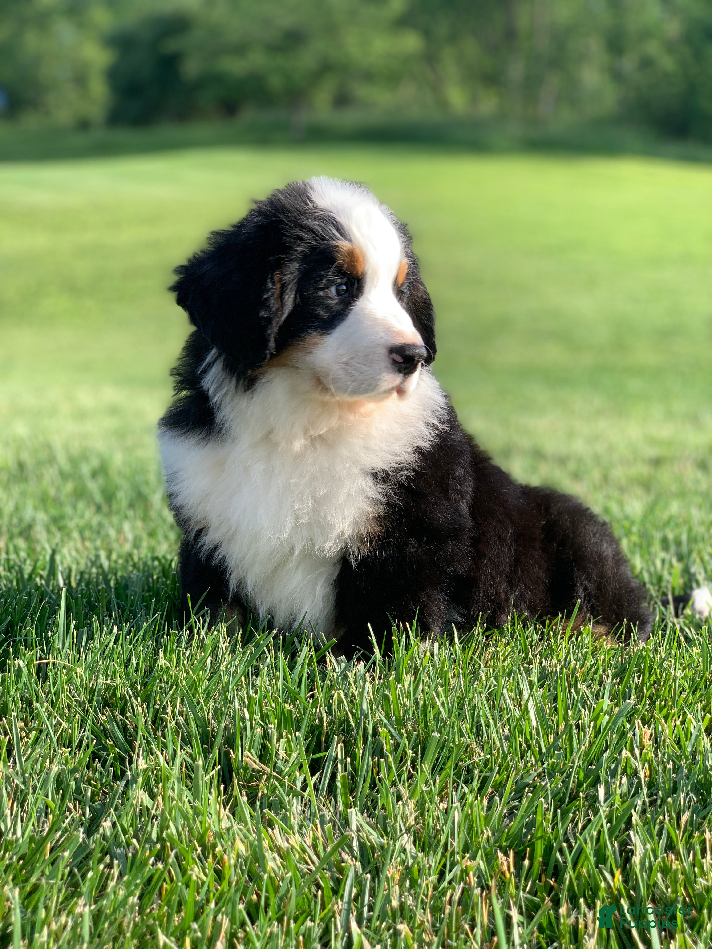 Bernese Mountain Dog dogs for sale: Nemo - Ad 7