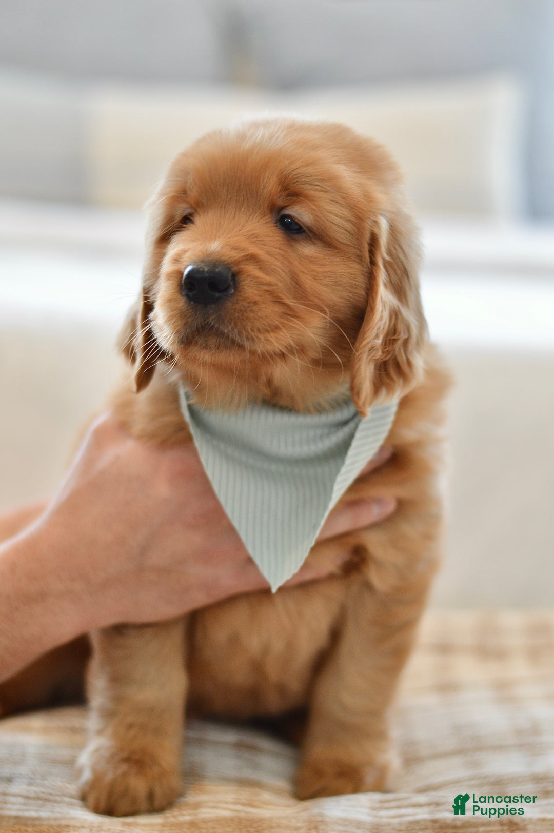 Golden Retriever dogs for sale: Moe - Ad 7