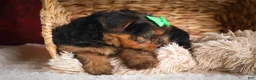 Yorkshire Terrier dogs for sale: DUKE - Ad 10