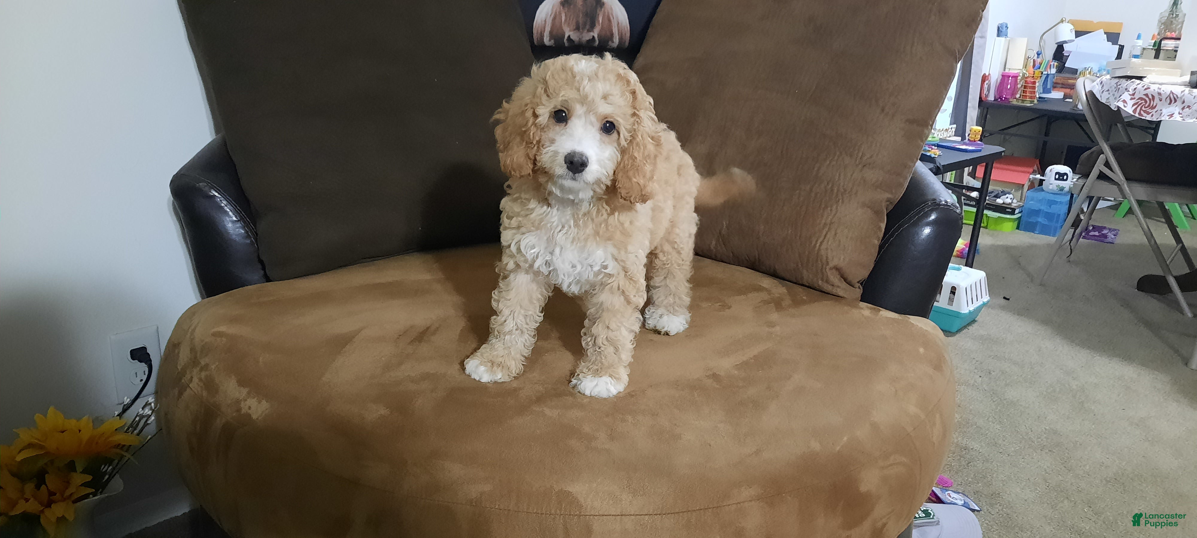 Cavapoo dogs Cavapoo Puppy 1 - Ad 1