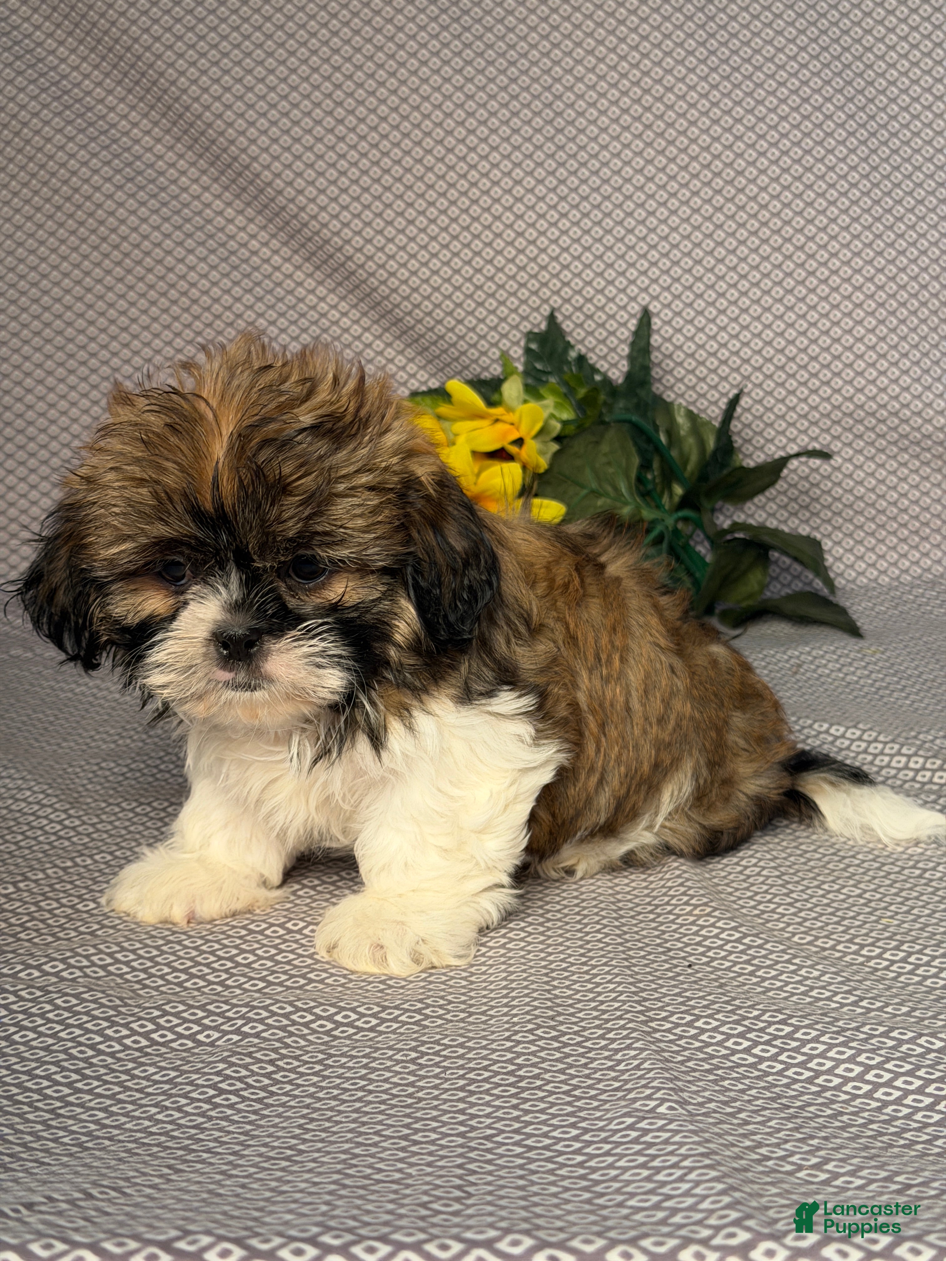 Shih Tzu dogs Wyatt - Ad 2