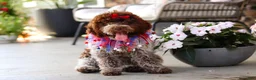 Lagotto Romagnolo dogs for sale: Layla - Ad 5