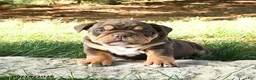 English Bulldog dogs for sale: Dallas - Ad 5