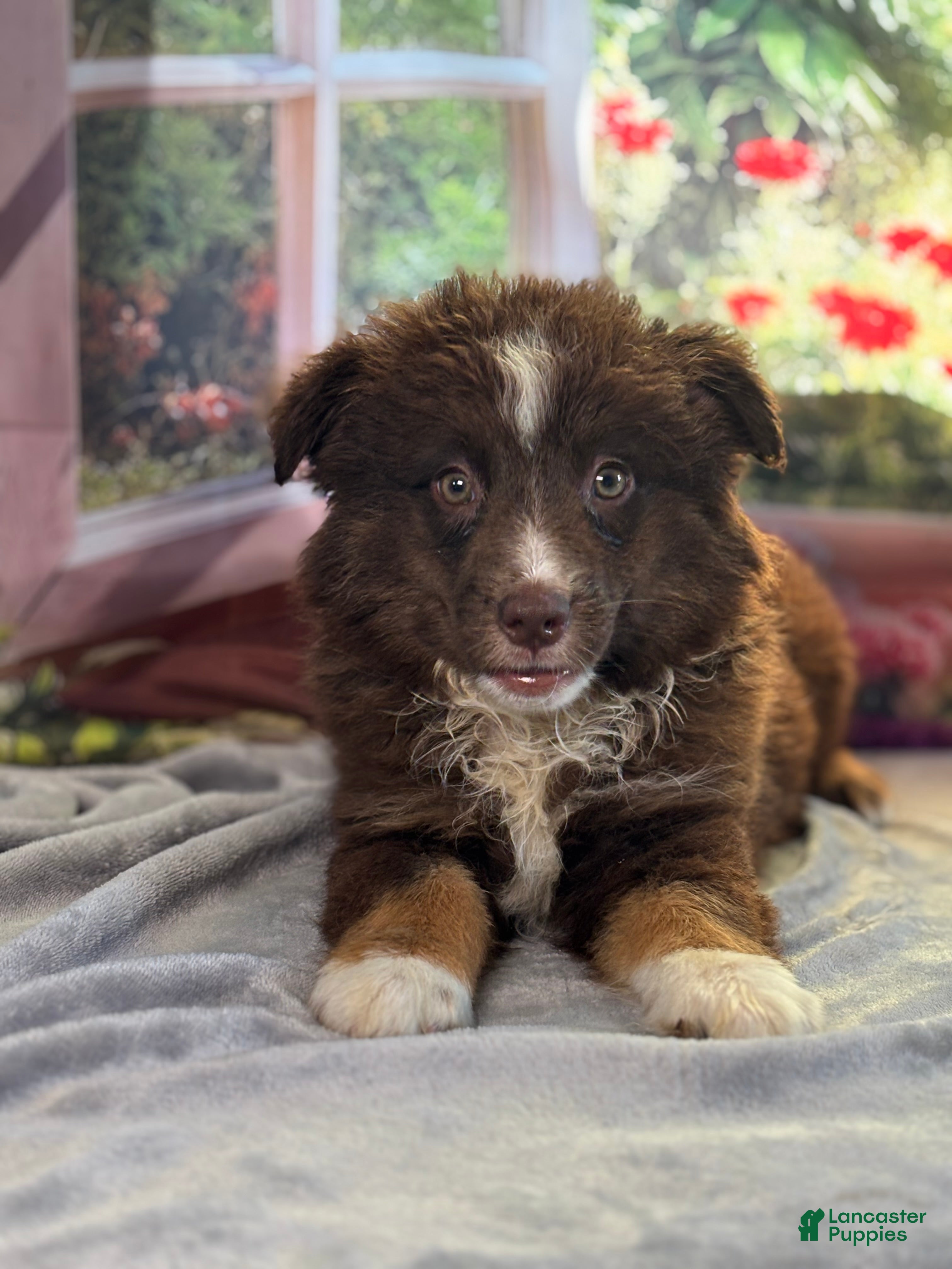 Australian Shepherd dogs Hershey - Ad 25