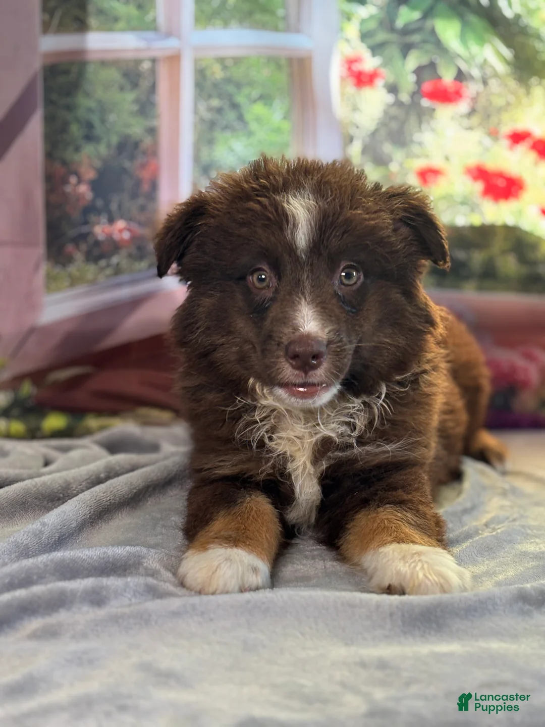 Australian Shepherd dogs for sale: Hershey - Ad 1