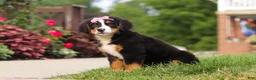 Bernese Mountain Dog dogs for sale: Casey - Ad 2