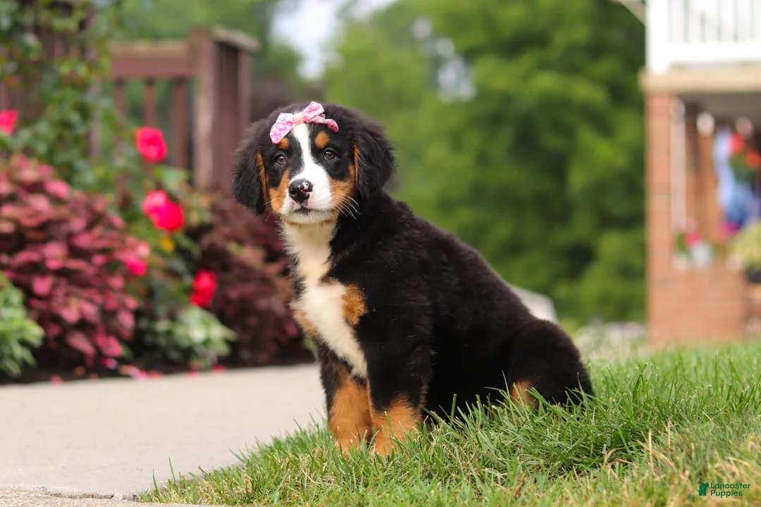 Bernese Mountain Dog dogs for sale: Casey - Ad 2