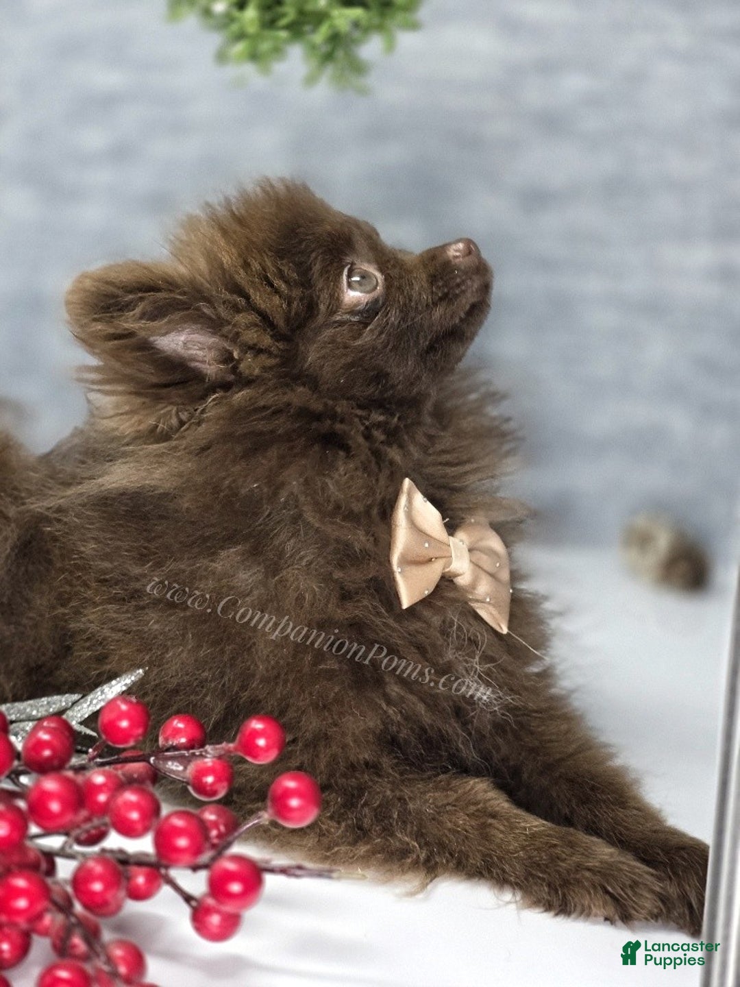 Pomeranian dogs for sale: Pomeranian Puppy 1 - Ad 3