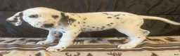 Dalmatian dogs for sale: Lucky - Ad 1