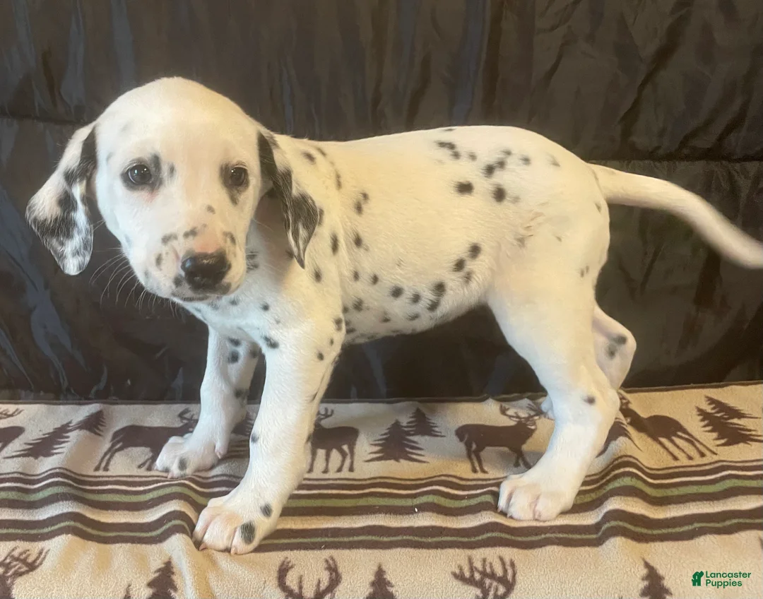 Dalmatian dogs for sale: Lucky - Ad 1