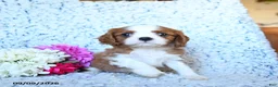 Cavalier King Charles Spaniel dogs for sale: Zach - Ad 5