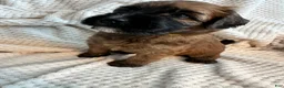 Mixed Breed dogs for sale: Yellow collar girl  - Ad 4