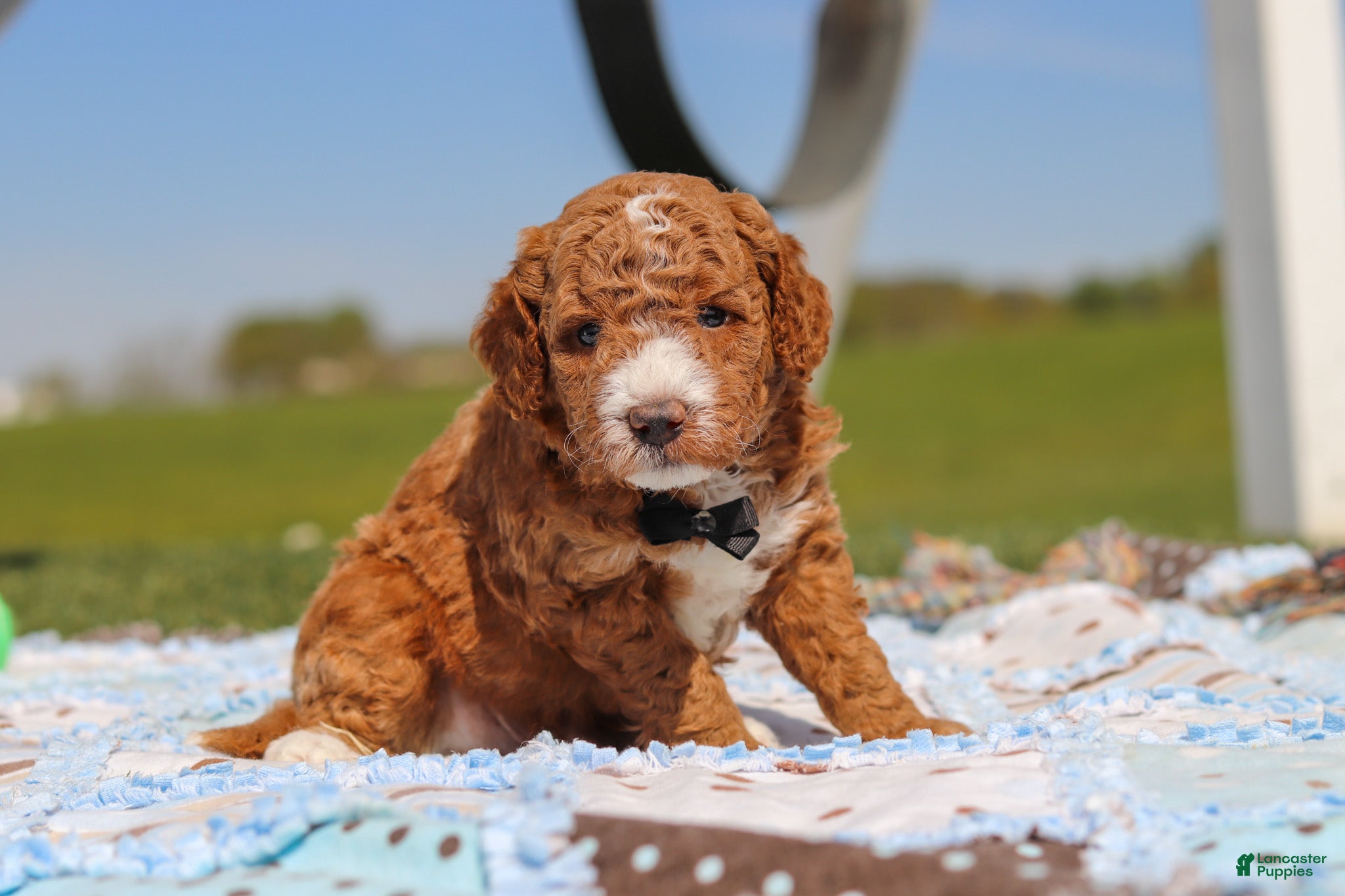 Mini Goldendoodle dogs for sale: Cade - Ad 3