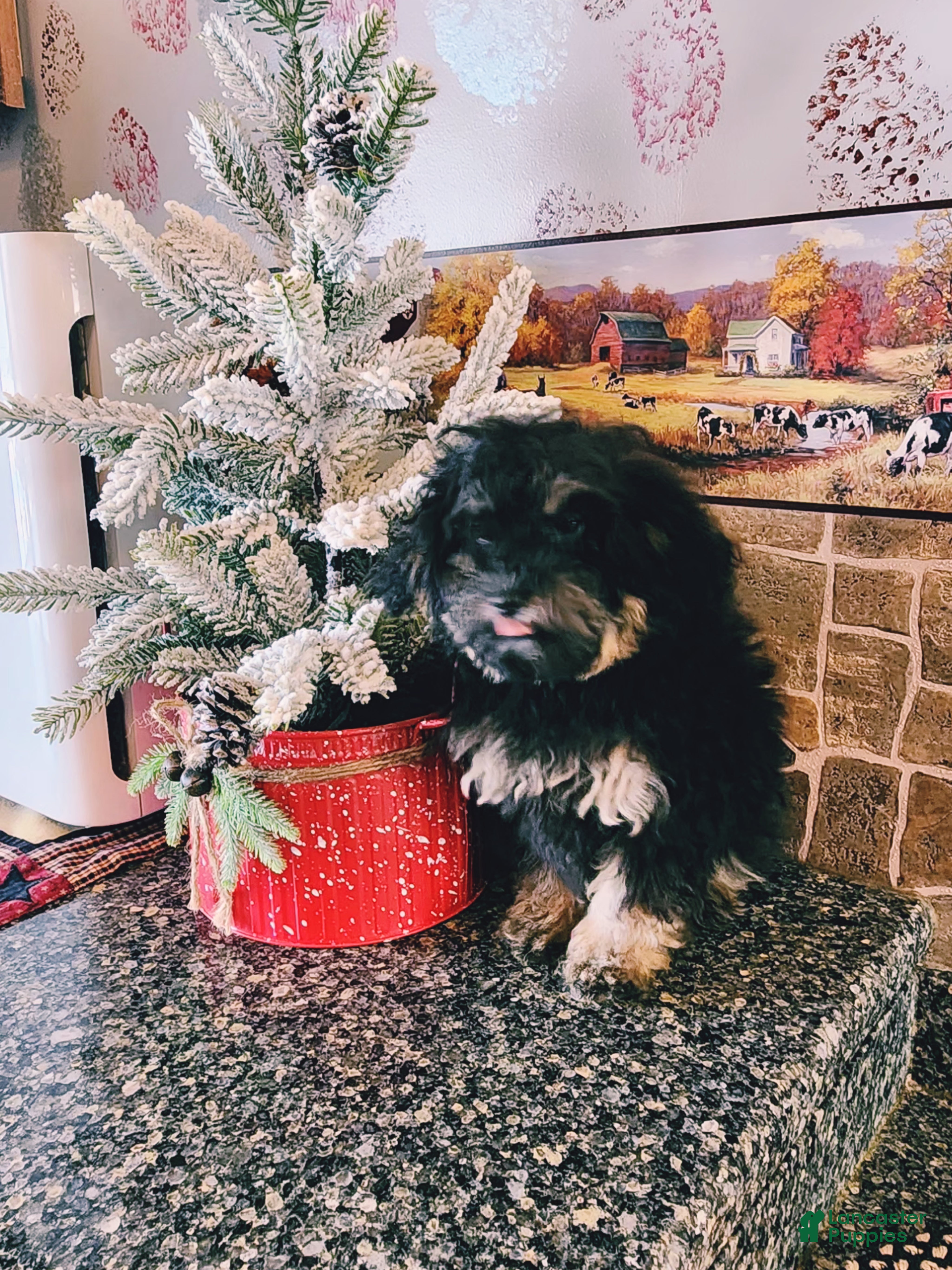 Toy Poodle dogs Kerrine - Ad 40