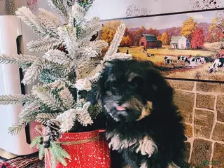 Toy Poodle dogs Kerrine - Ad 40