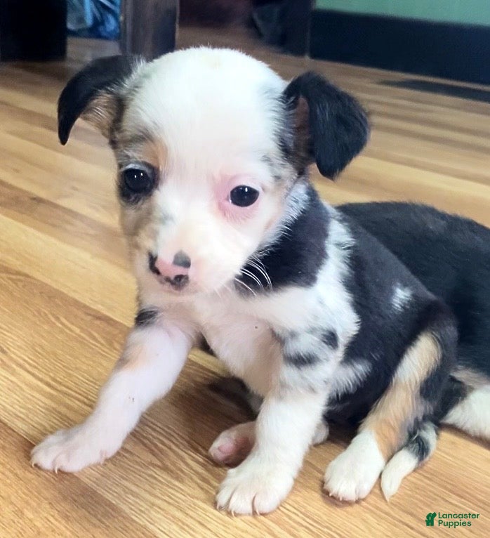 Mixed Breed dogs Georgia - Ad 16