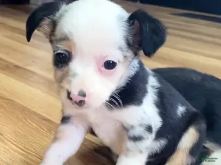 Mixed Breed dogs Georgia - Ad 16