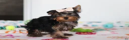 Yorkshire Terrier dogs for sale: Bella - Ad 2
