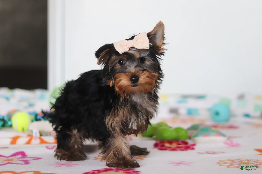 Yorkshire Terrier dogs for sale: Bella - Ad 2