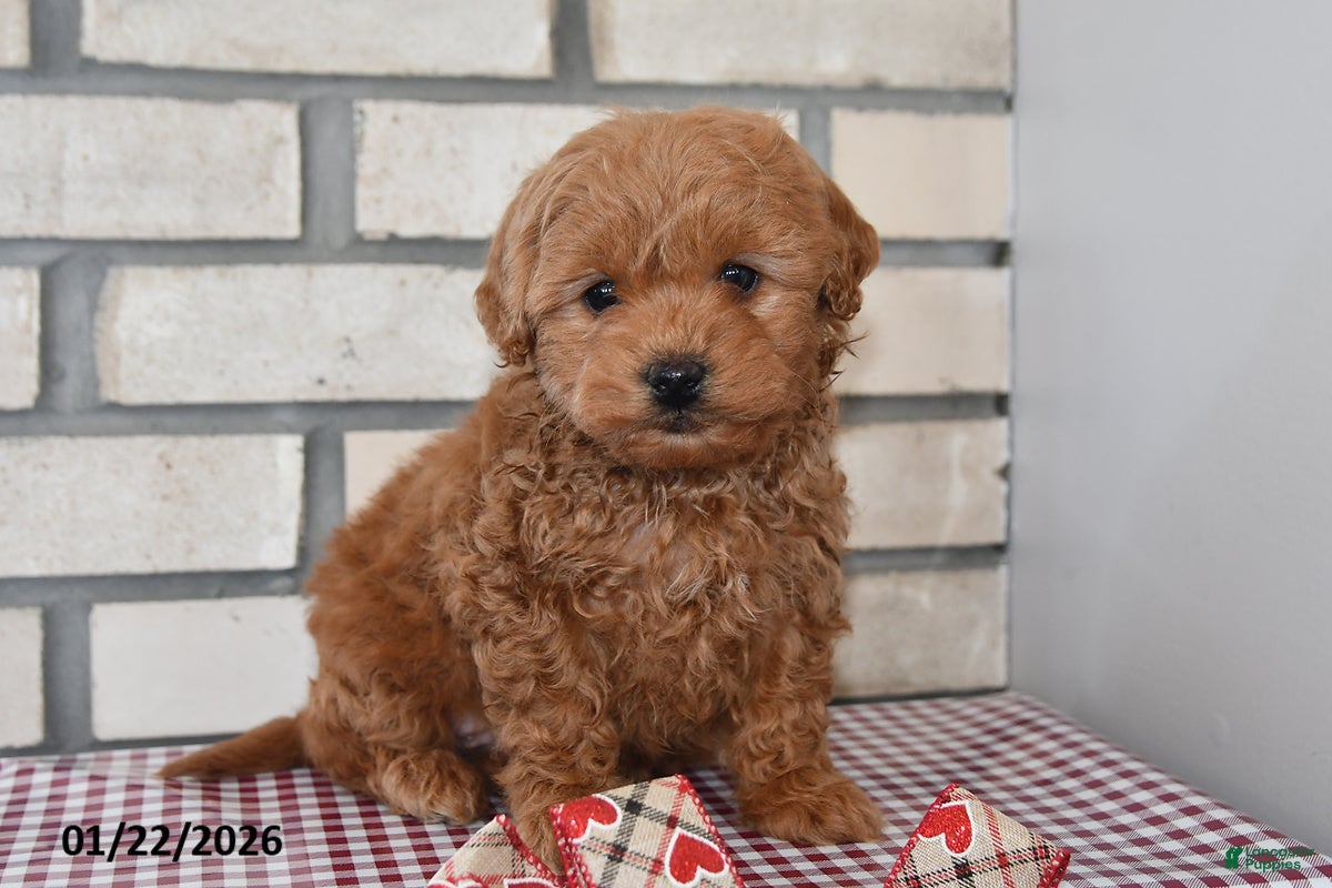 Bichpoo dogs Calvin - Ad 6