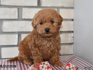 Bichpoo dogs Calvin - Ad 42