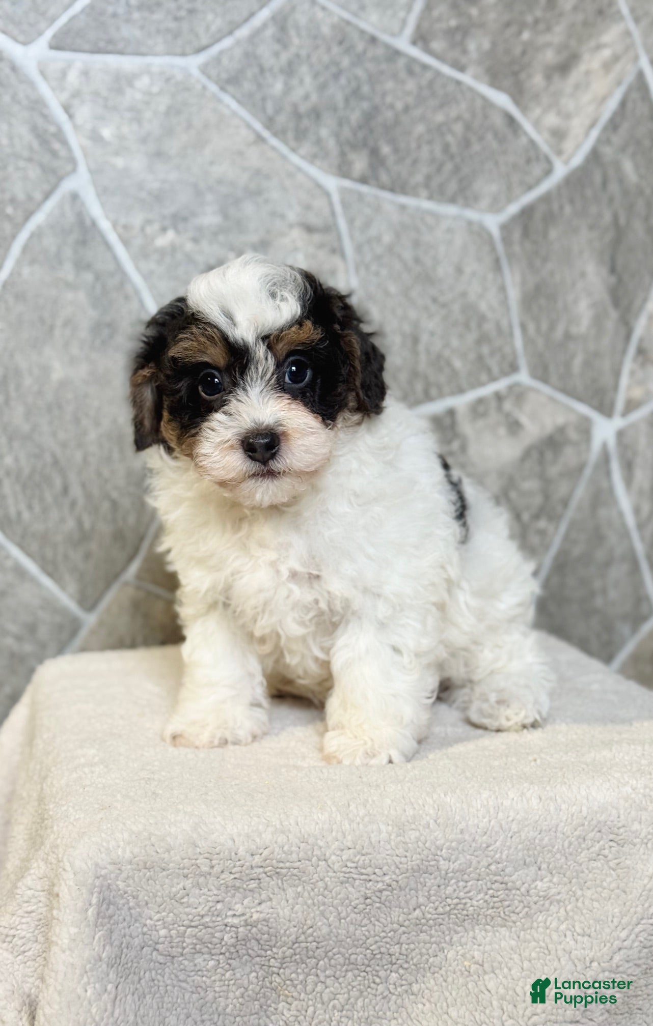 Toy Poodle dogs Rover Boy - Ad 23