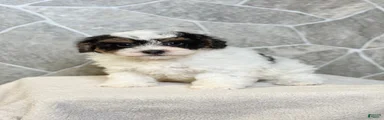 Rover Boy