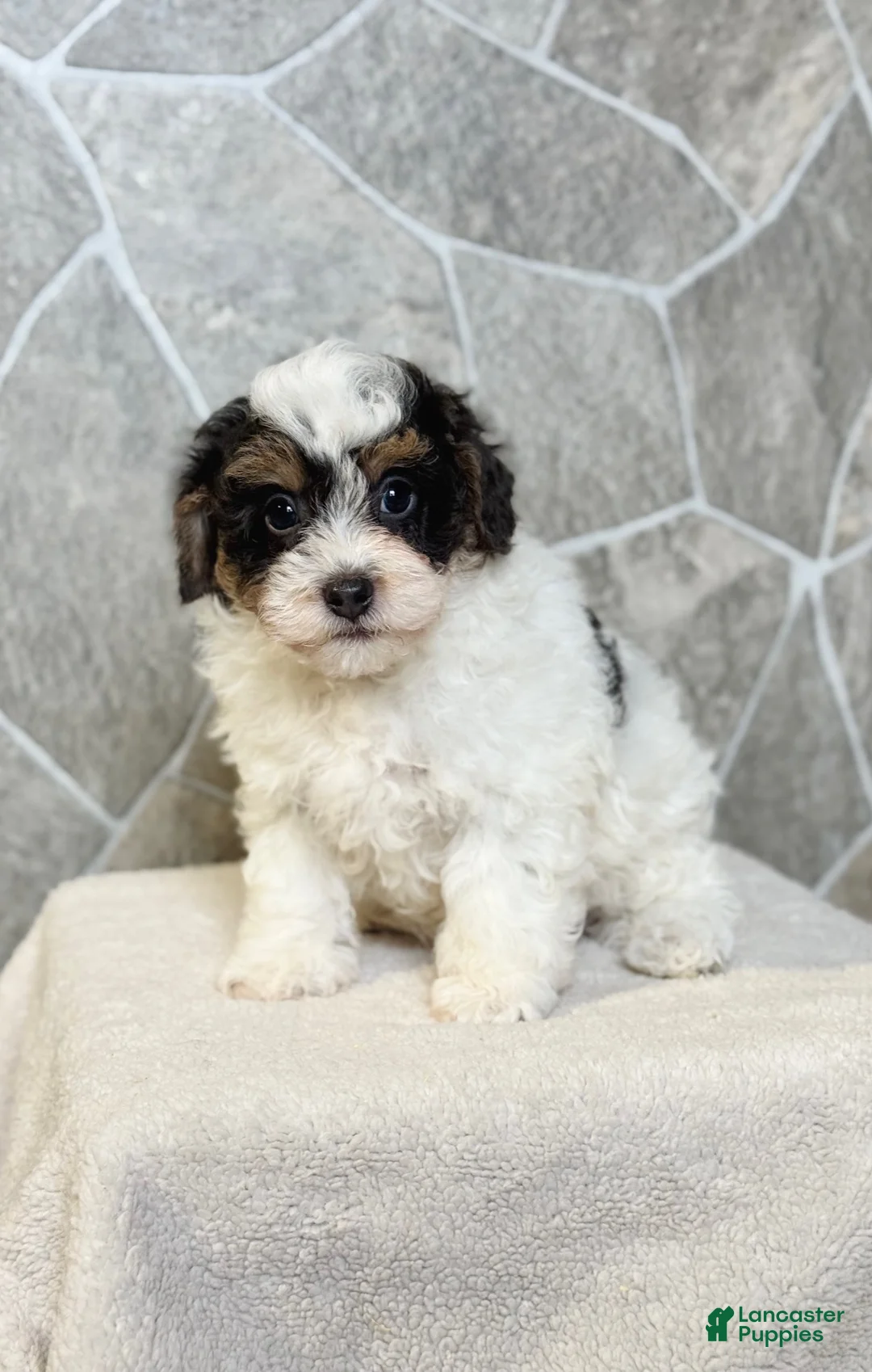 Toy Poodle dogs for sale: Rover Boy - Ad 1