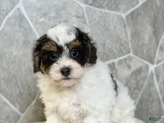 Toy Poodle dogs Rover Boy - Ad 23