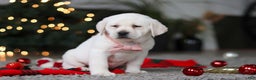 Labrador Retriever dogs for sale: Besty - Ad 9