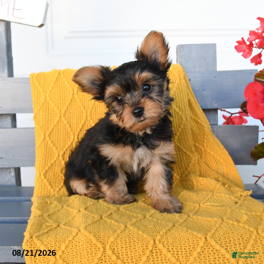 Yorkshire Terrier dogs Lucky - Ad 1
