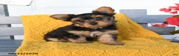 Yorkshire Terrier dogs for sale: Lucky - Ad 3
