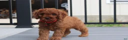 Cavapoo dogs for sale: Max - Ad 8