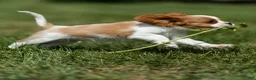 Cavalier King Charles Spaniel dogs for sale: Ranger Cavalier King Charles Spaniel  - Ad 3