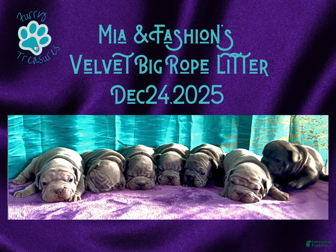 French Bulldog dogs for sale: Prestyn “Orange” Collar Male - Ad 10