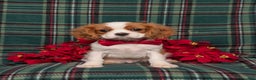 Cavalier King Charles Spaniel dogs for sale: Weber - Ad 2