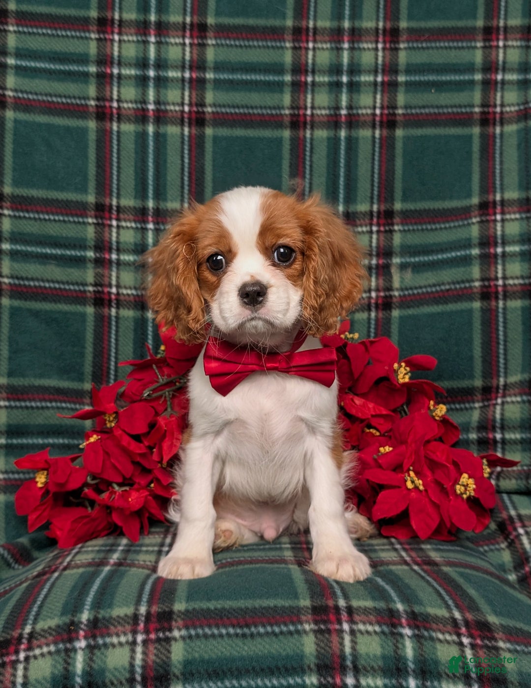 Cavalier King Charles Spaniel dogs for sale: Weber - Ad 2