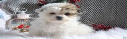 Pomapoo dogs for sale: Chloe - Ad 5