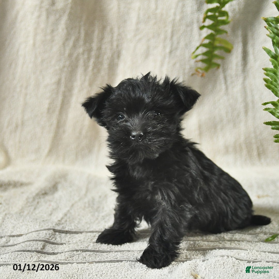 Mixed Breed dogs for sale: Winter  - Ad 1