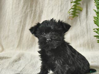 Mixed Breed dogs for sale: Winter - Ad 3