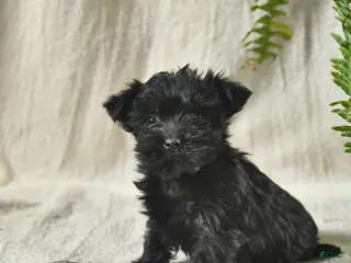 Mixed Breed dogs Winter - Ad 35