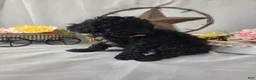 Miniature Poodle dogs for sale: Dax - Ad 6