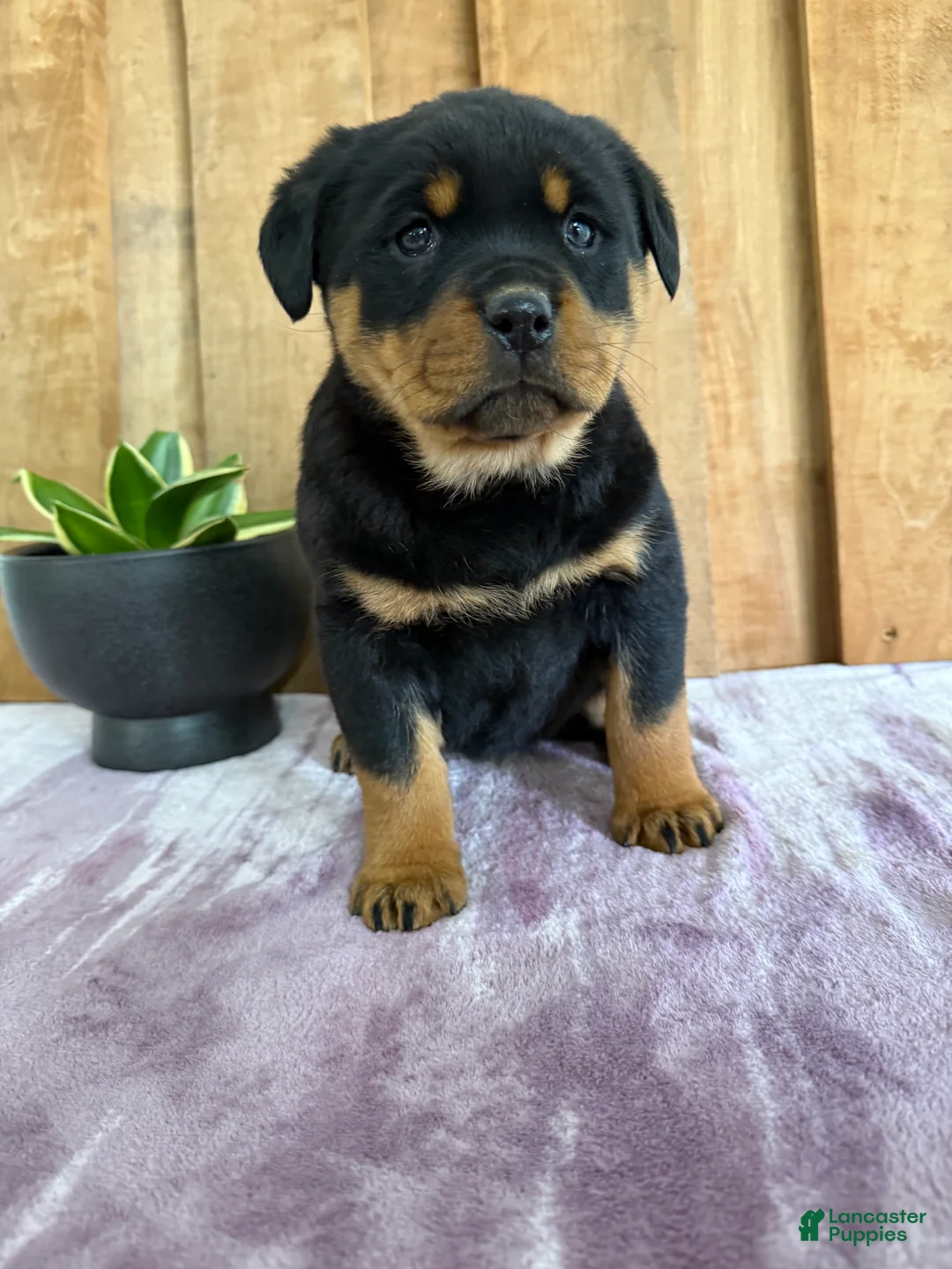 Rottweiler dogs for sale: Lacie - Ad 17