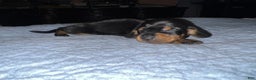 Miniature Dachshund dogs for sale: Smooth Russian 2 champion parents - Ad 4