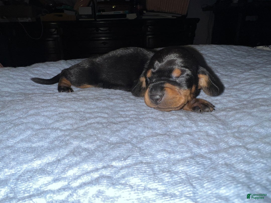 Miniature Dachshund dogs for sale: Smooth Russian 2 champion parents - Ad 4