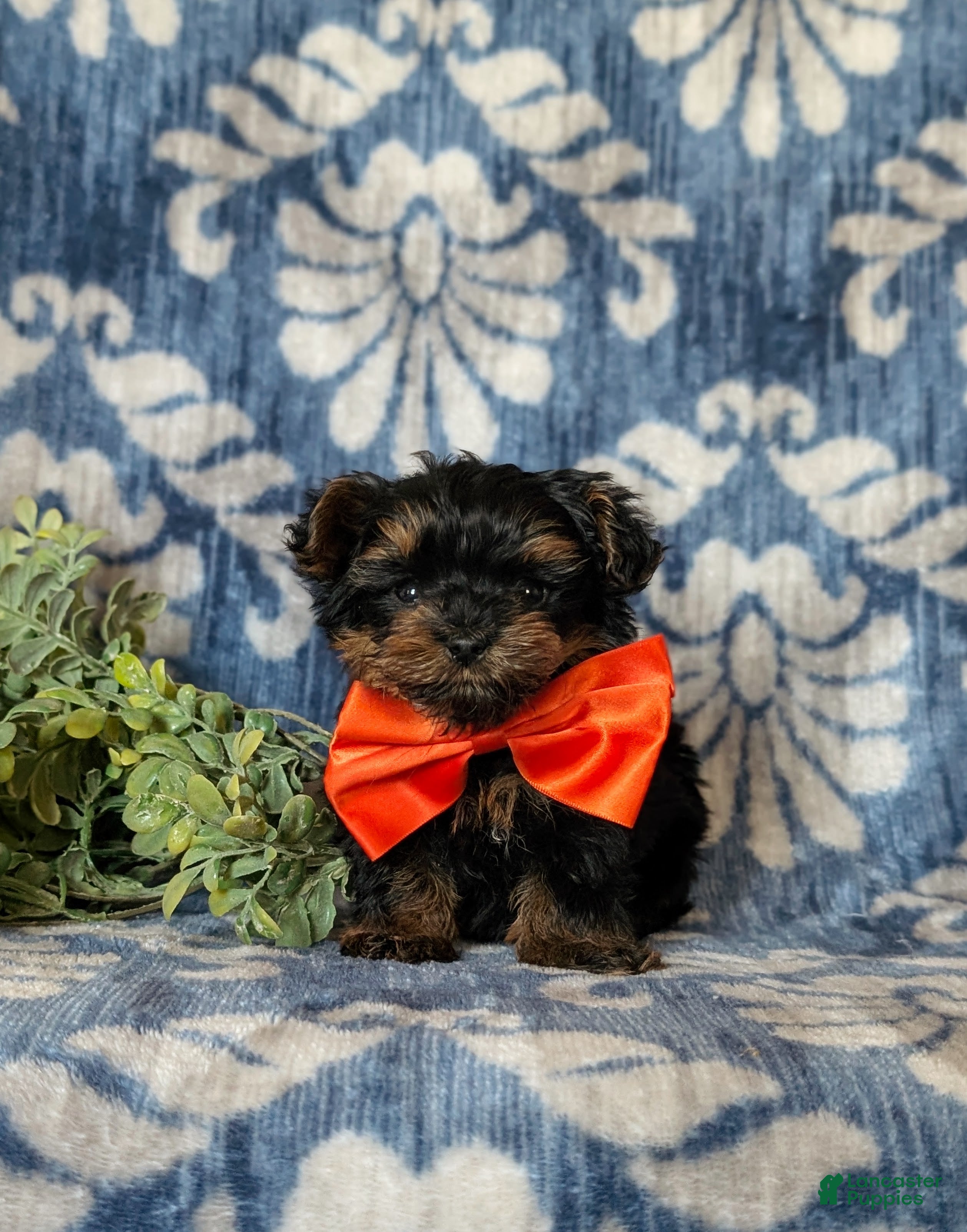 Yorkiepoo dogs Newton 7 lbs Full Grown - Ad 1