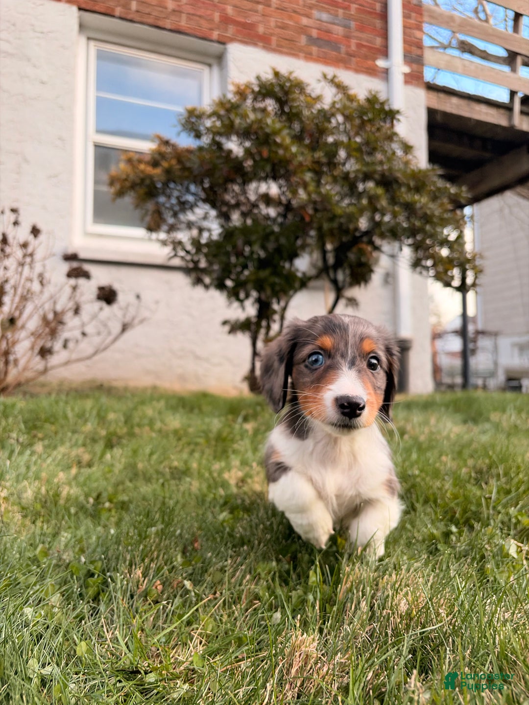 Miniature Dachshund dogs for sale: Nutmeg - Ad 7