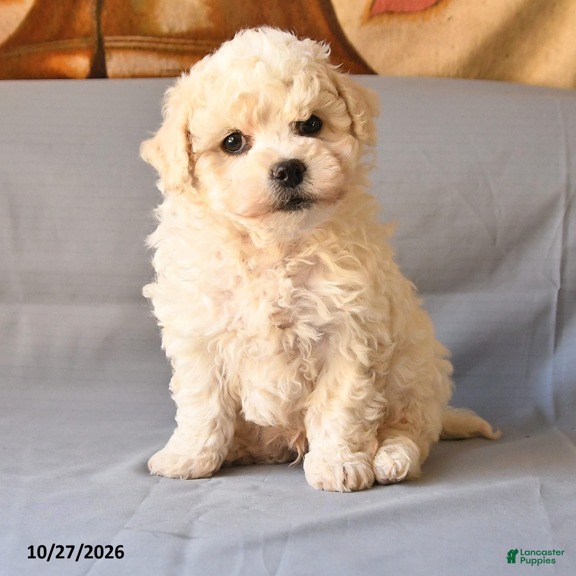 Bichon Frise dogs for sale: Rico  - Ad 2