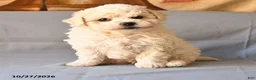 Bichon Frise dogs for sale: Rico  - Ad 2
